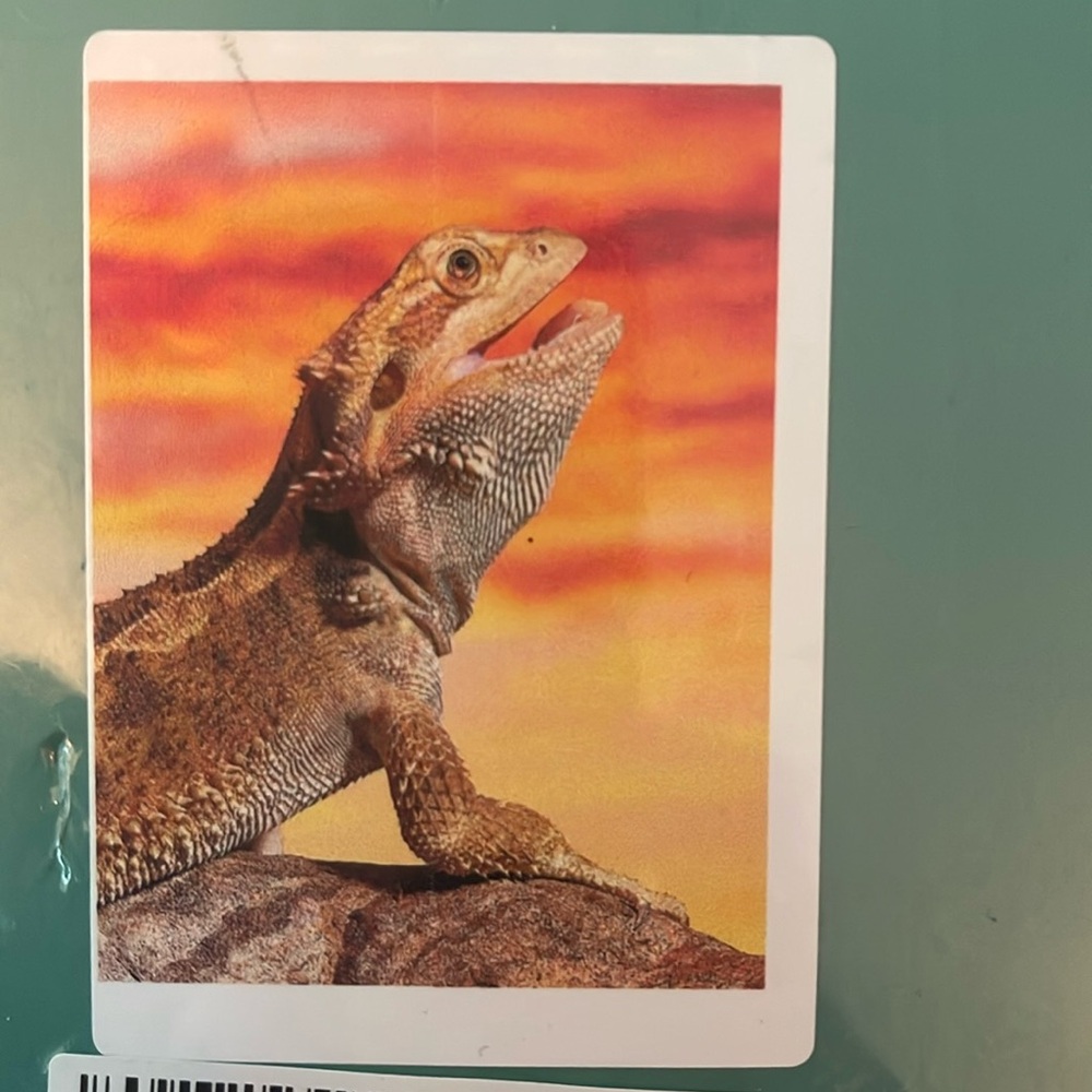 Lizard reptile, Jigsaw Puzzles 300 piece new unopened